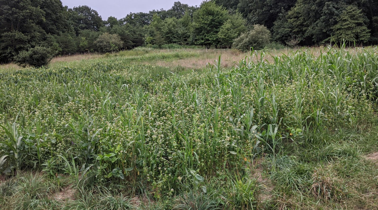 No-Till Pork and Biodiversity