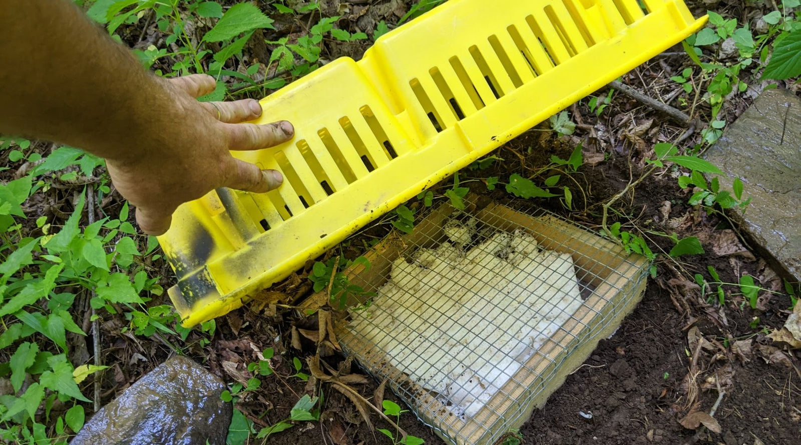 Indigenous Microorganisms