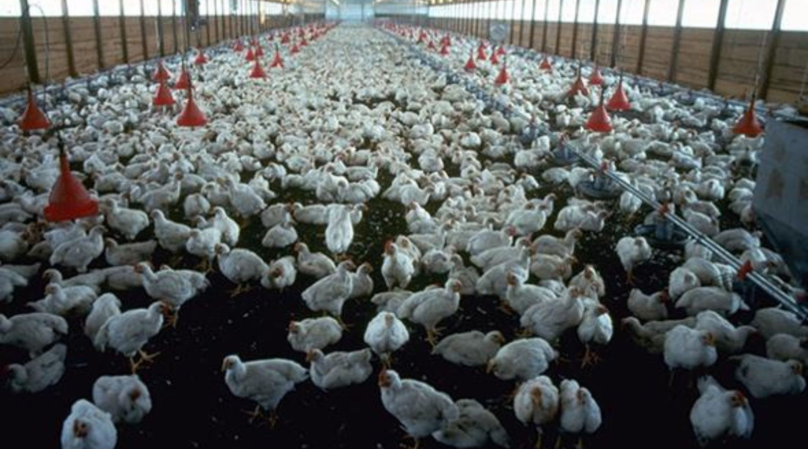 Chicken and The Meat Racket