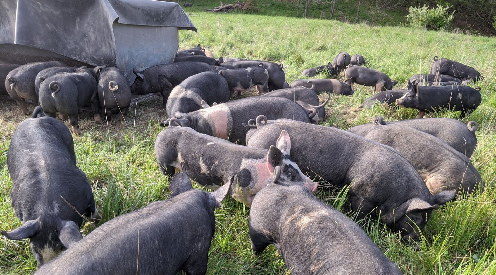 Swine Biosecurity