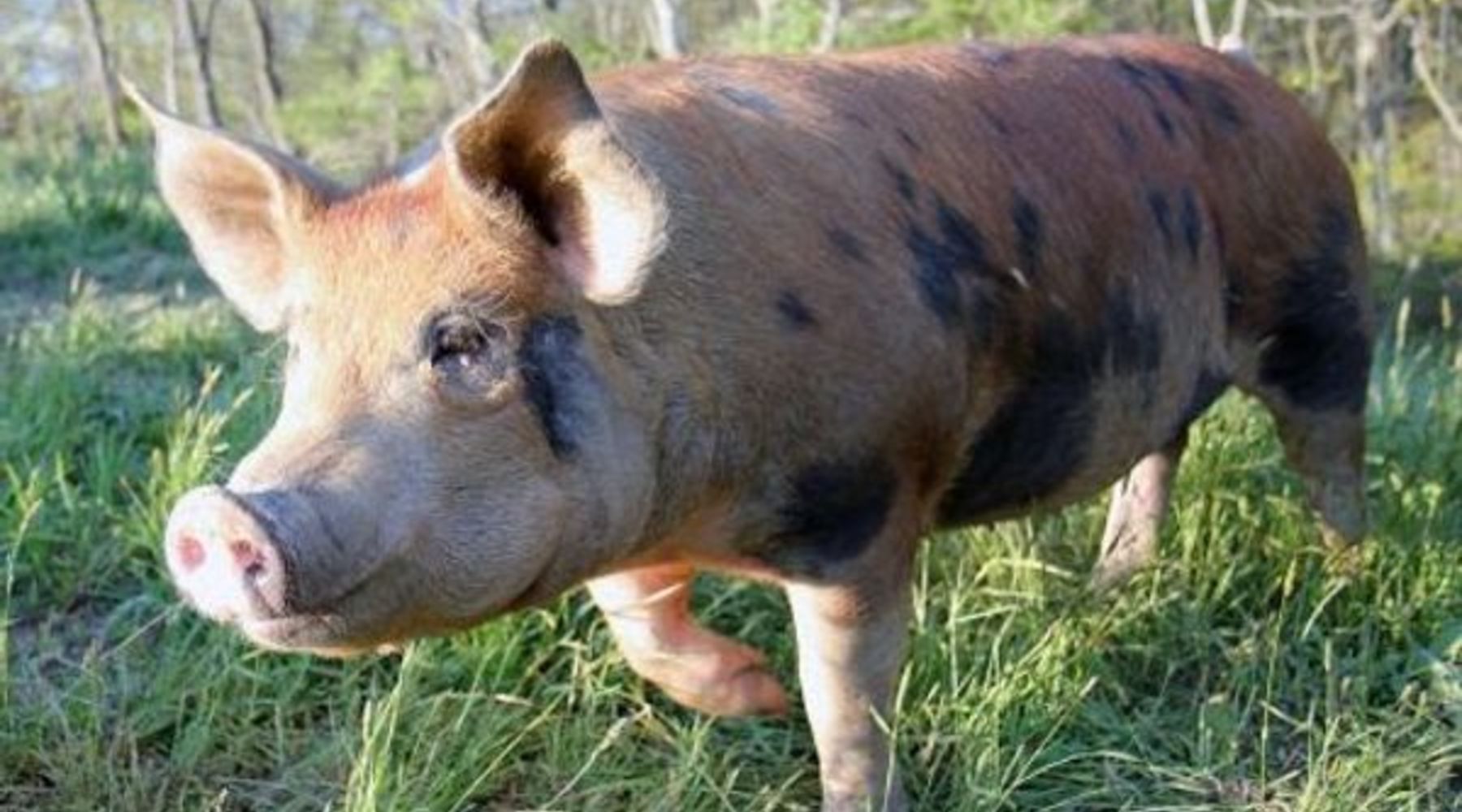 Pastured Pork and Being a Conscientious Omnivore