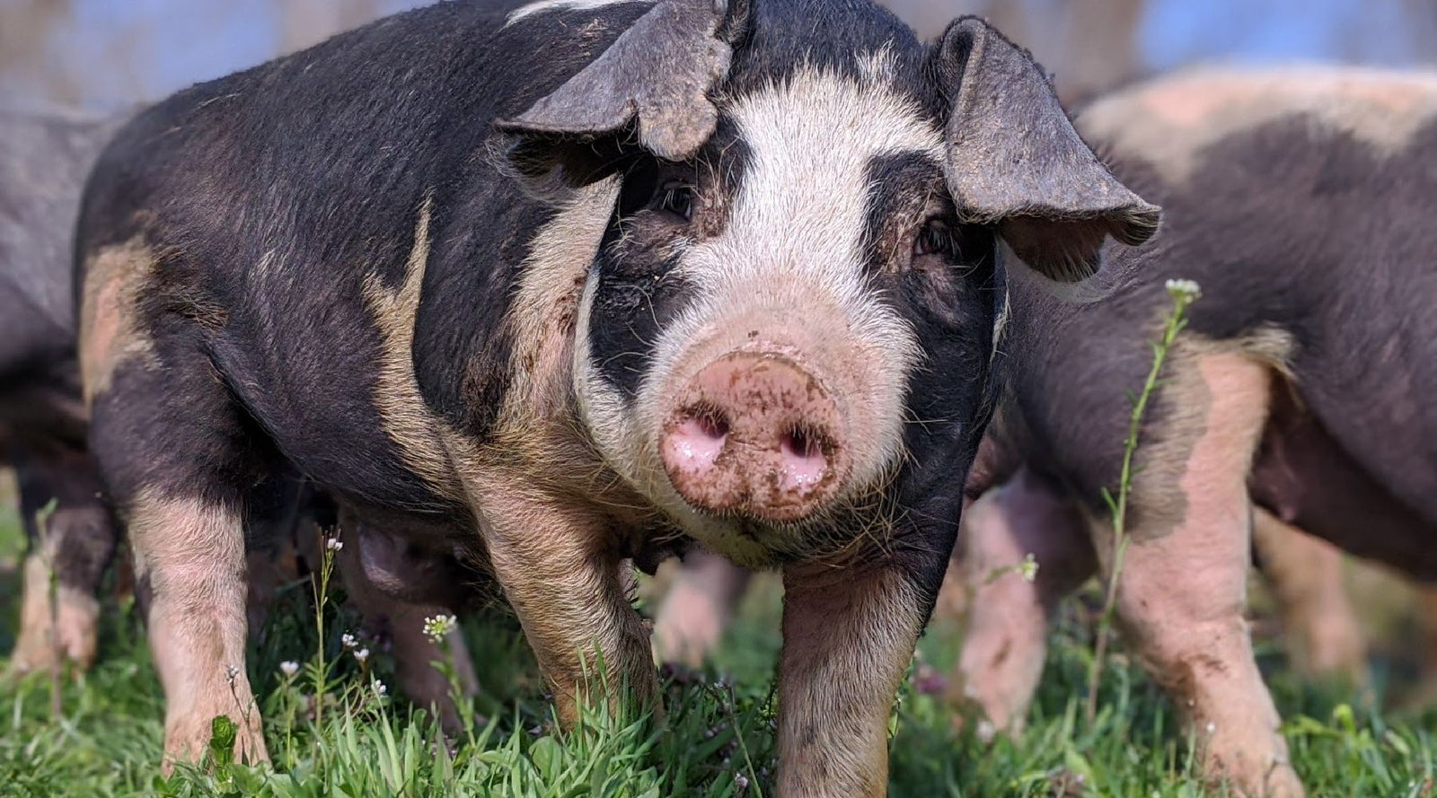 Commercial Meat Companies: Too big to fail, or too big to care?