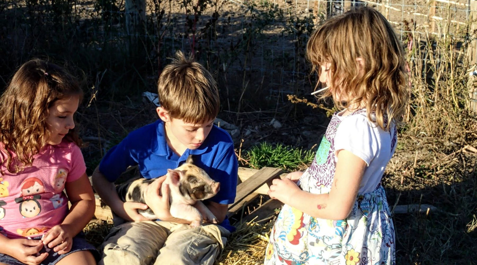 Pastured pork is a different animal