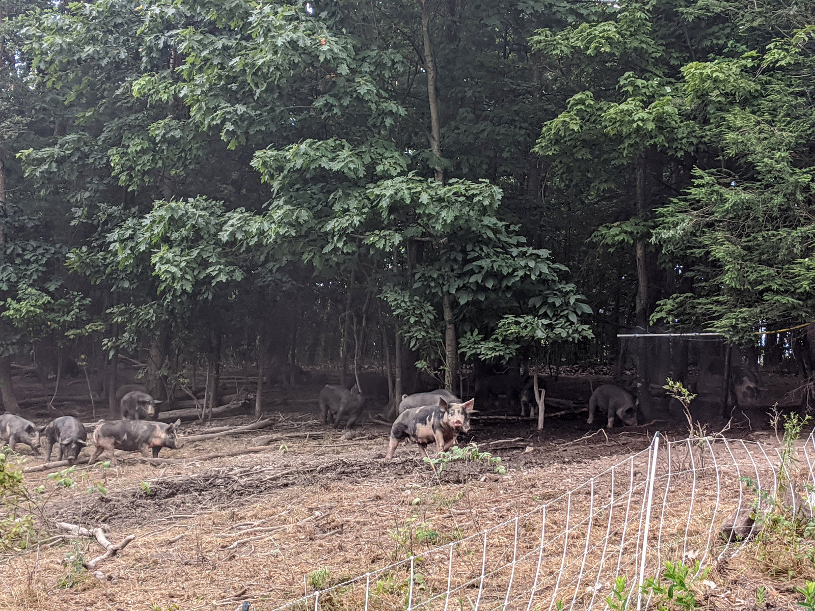 Raising pigs outside in the HEAT WAVE??