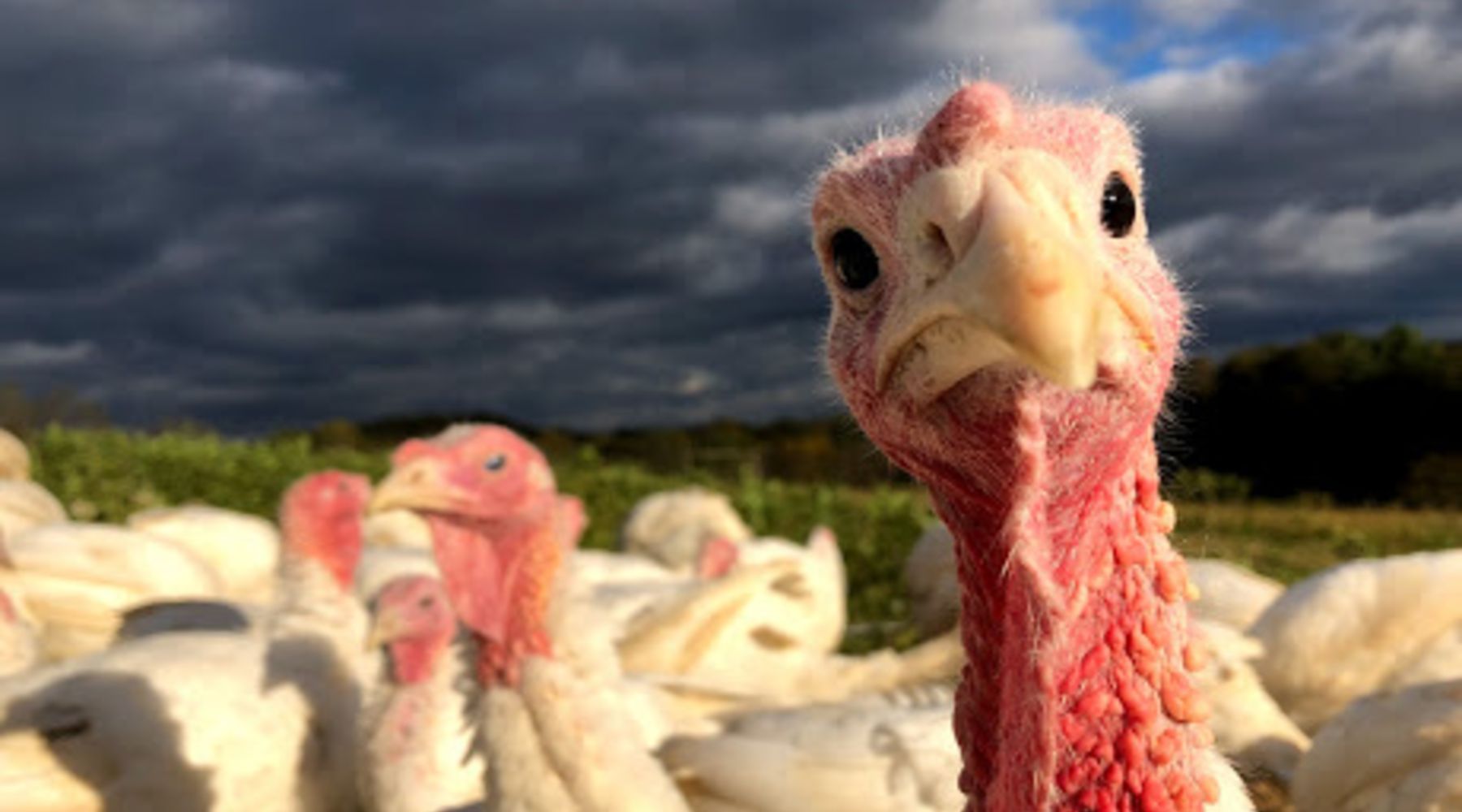 Pasture-raised Turkeys, Sandwiches and Thanksgiving!
